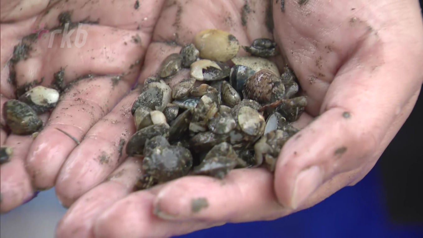 岡モータース 貝 アサリ 新品 作家 岡モータース 貝 アサリ 新品 作家